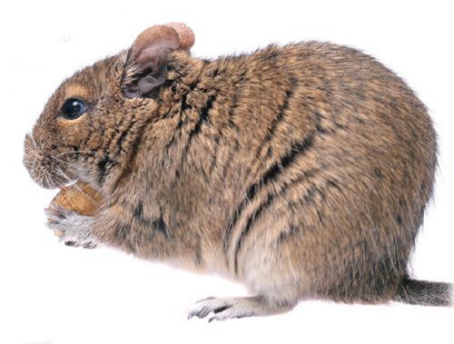 Looking after your Degu